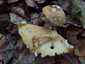 Sárga galóca (Amanita gemmata), Őrség